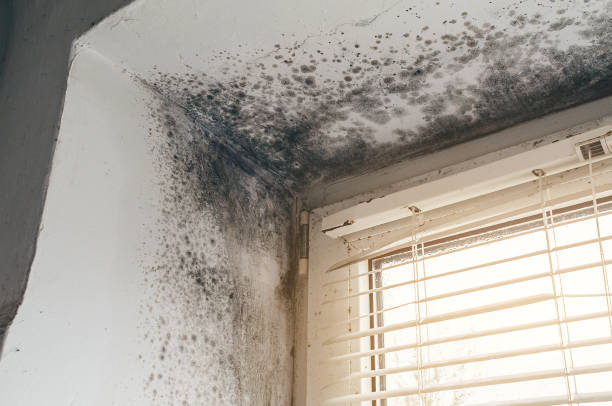 Affordable Attic Mold Remediation solutions in Locust Hill, VA